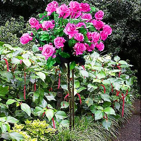perfume factory rose tree